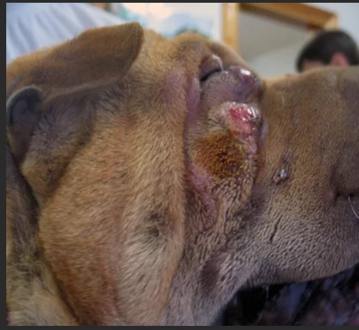 Распространенная опухоль у собак. Мастоцитома.